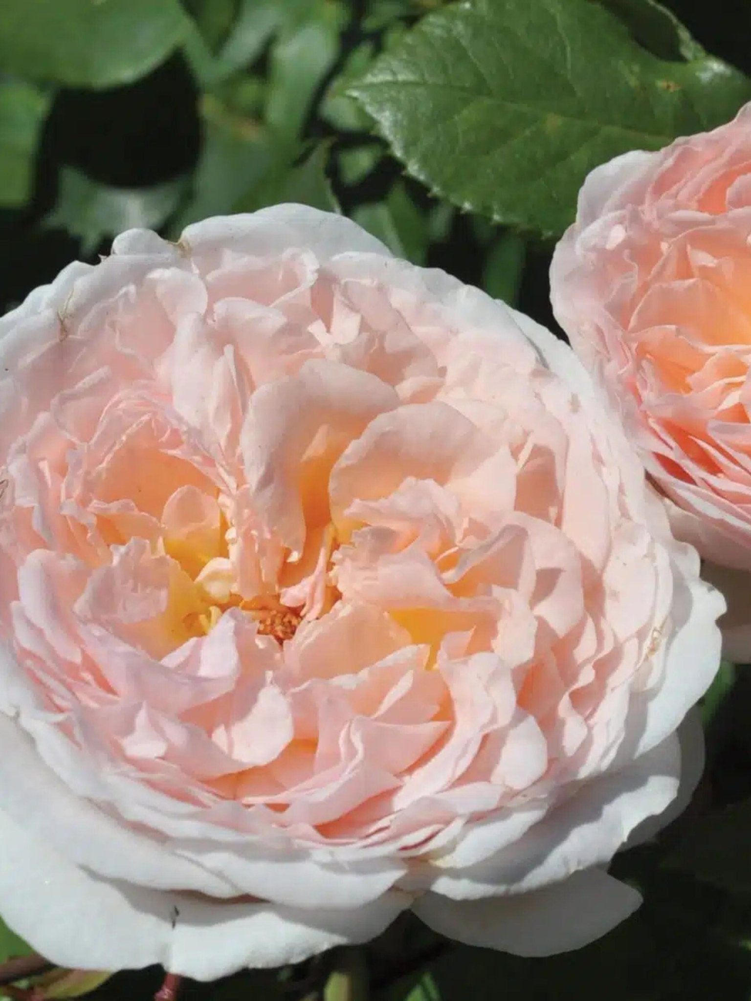 Bliss Parfuma® Rose Bare Root - Menagerie Farm & Flower