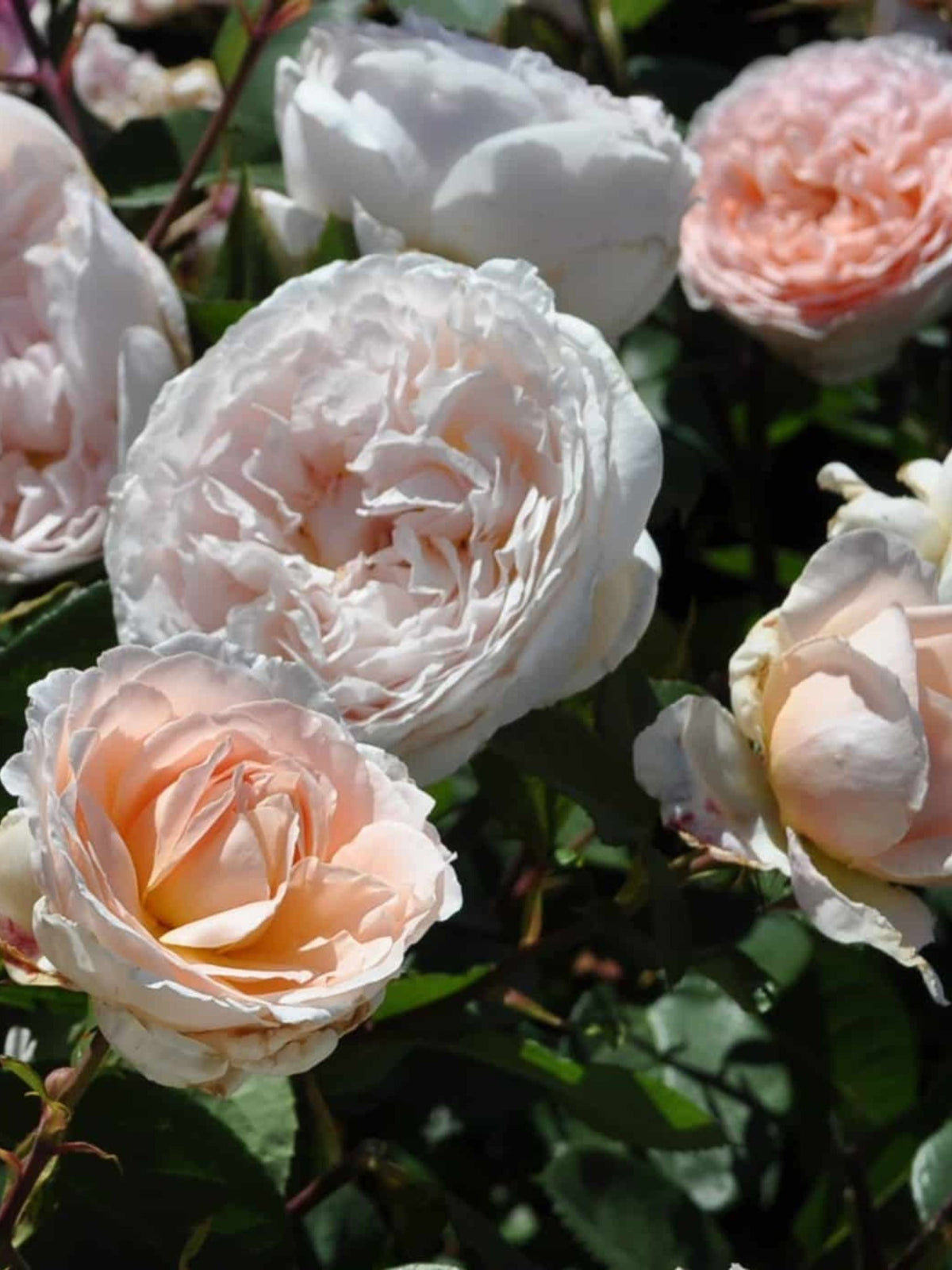 Bliss Parfuma® Rose Bare Root - Menagerie Farm &amp; Flower