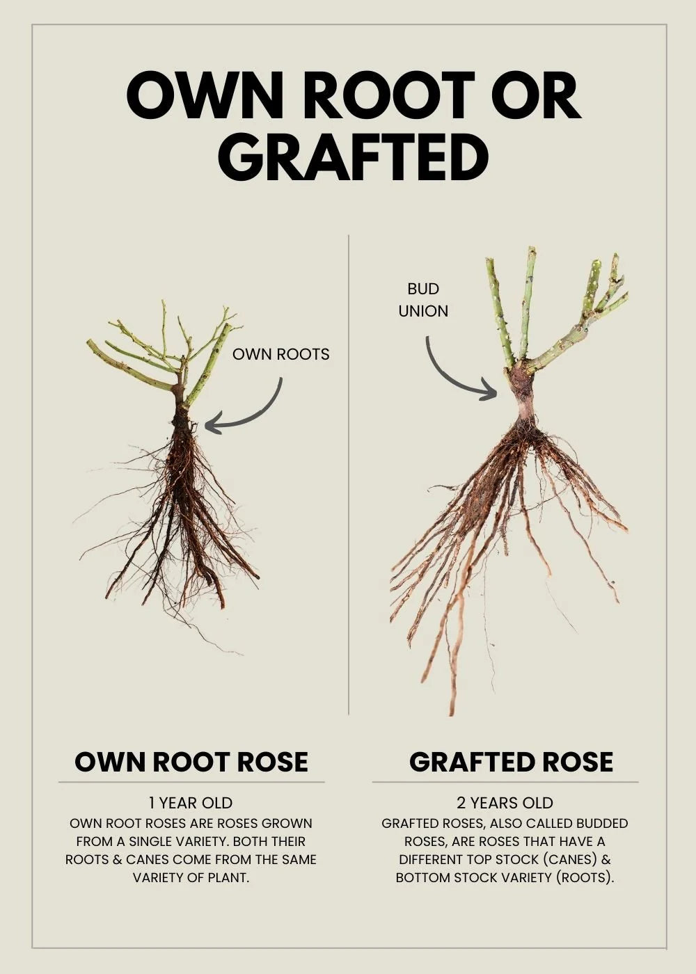 Gabriel Oak Rose Bare Root - Menagerie Farm & Flower
