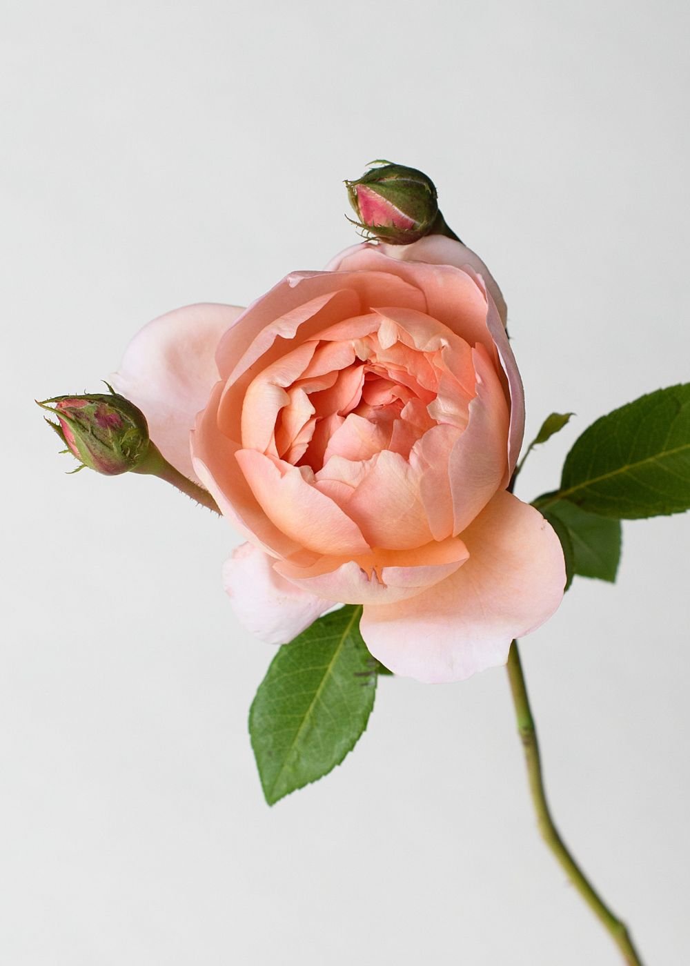 Carding Mill® Potted Tree Rose - Menagerie Farm &amp; Flower