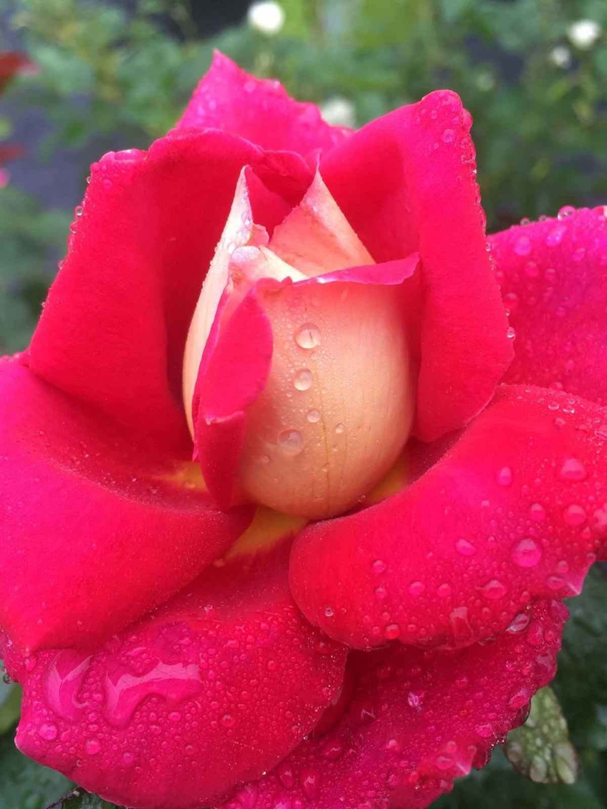 Cherries &amp; Champagne™ Bare Root Rose - Menagerie Farm &amp; Flower