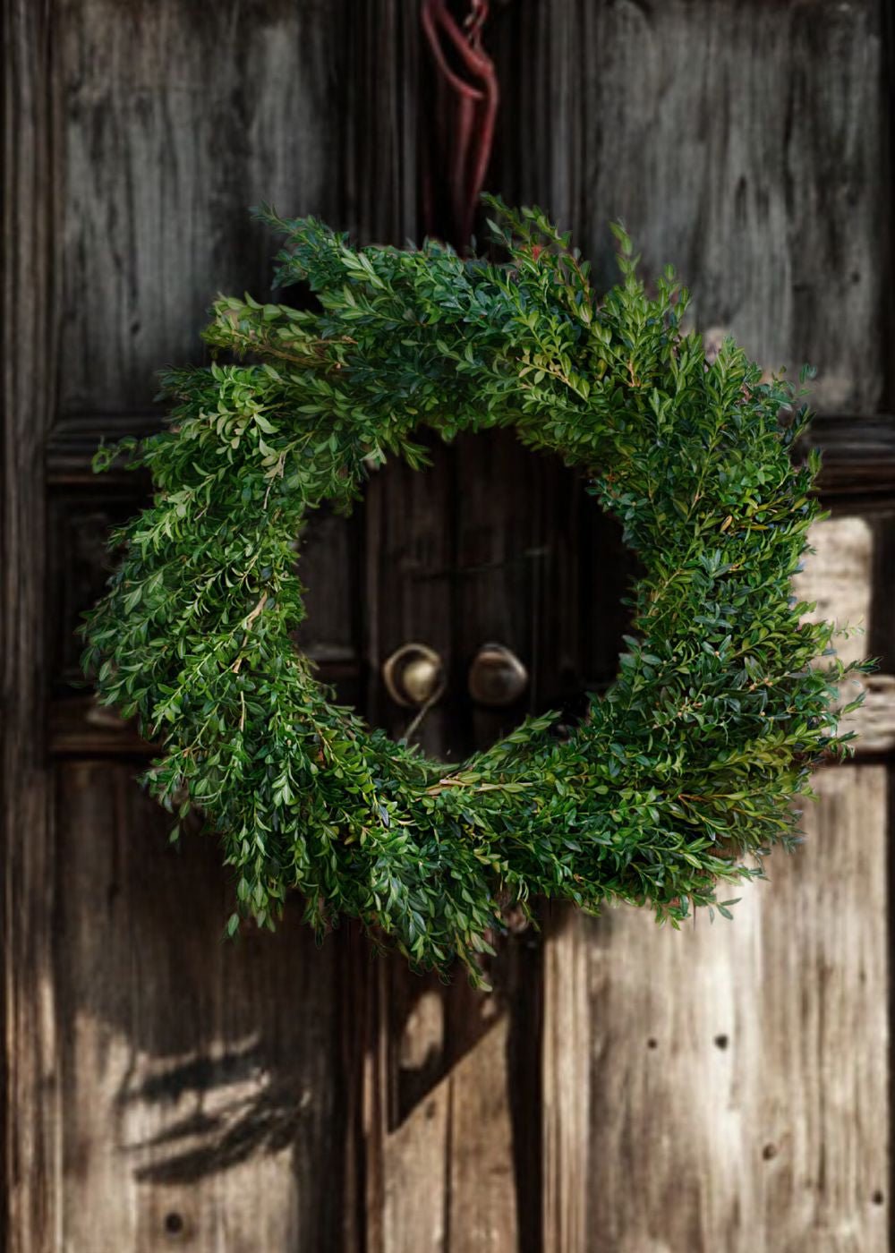Classic Boxwood Holiday Wreath - Menagerie Farm & Flower