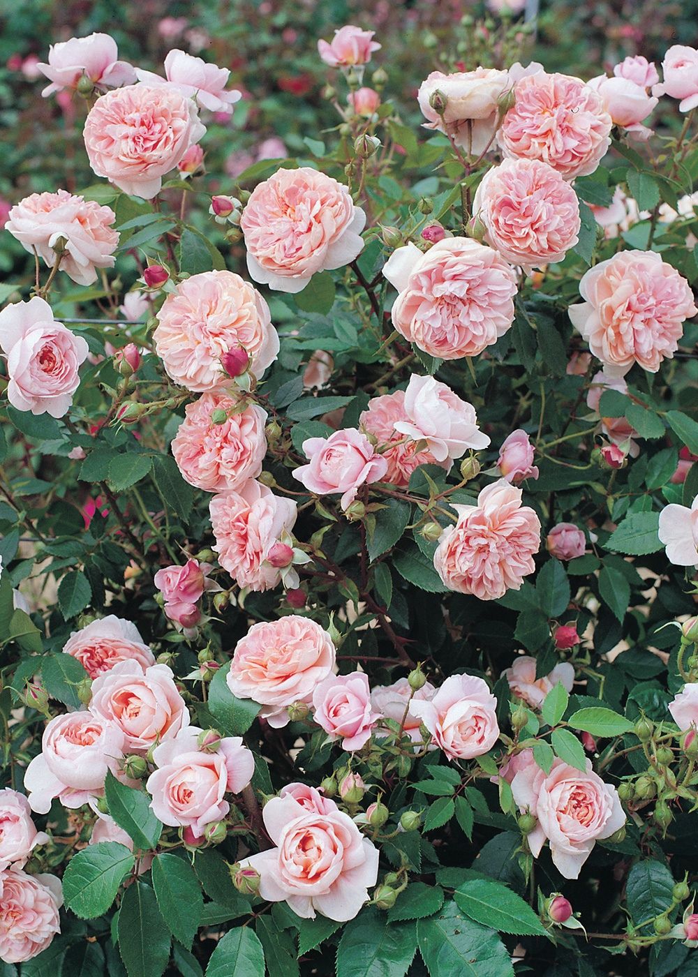 Colette™ Climbing Bare Root Rose Bundle of 5 Roses - Menagerie Farm &amp; Flower