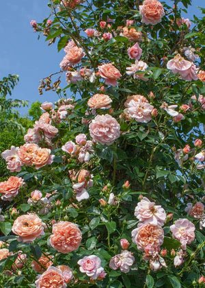 Colette™ Climbing Bare Root Rose Bundle of 5 Roses - Menagerie Farm &amp; Flower