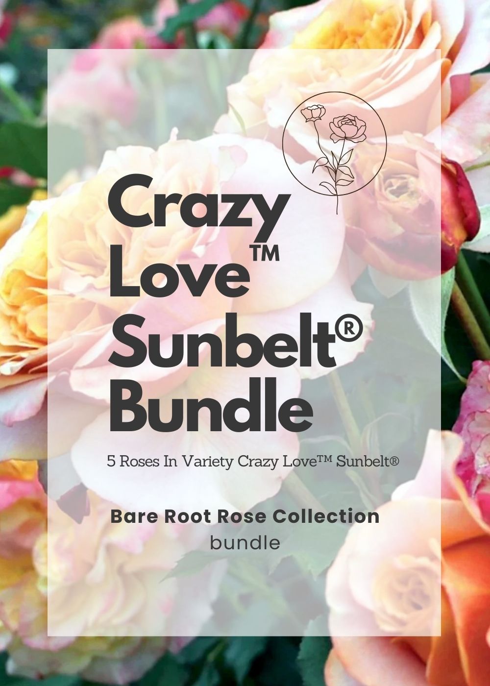 Crazy Love™ Sunbelt® Bare Root Rose Bundle of 5 Roses - Menagerie Farm &amp; Flower