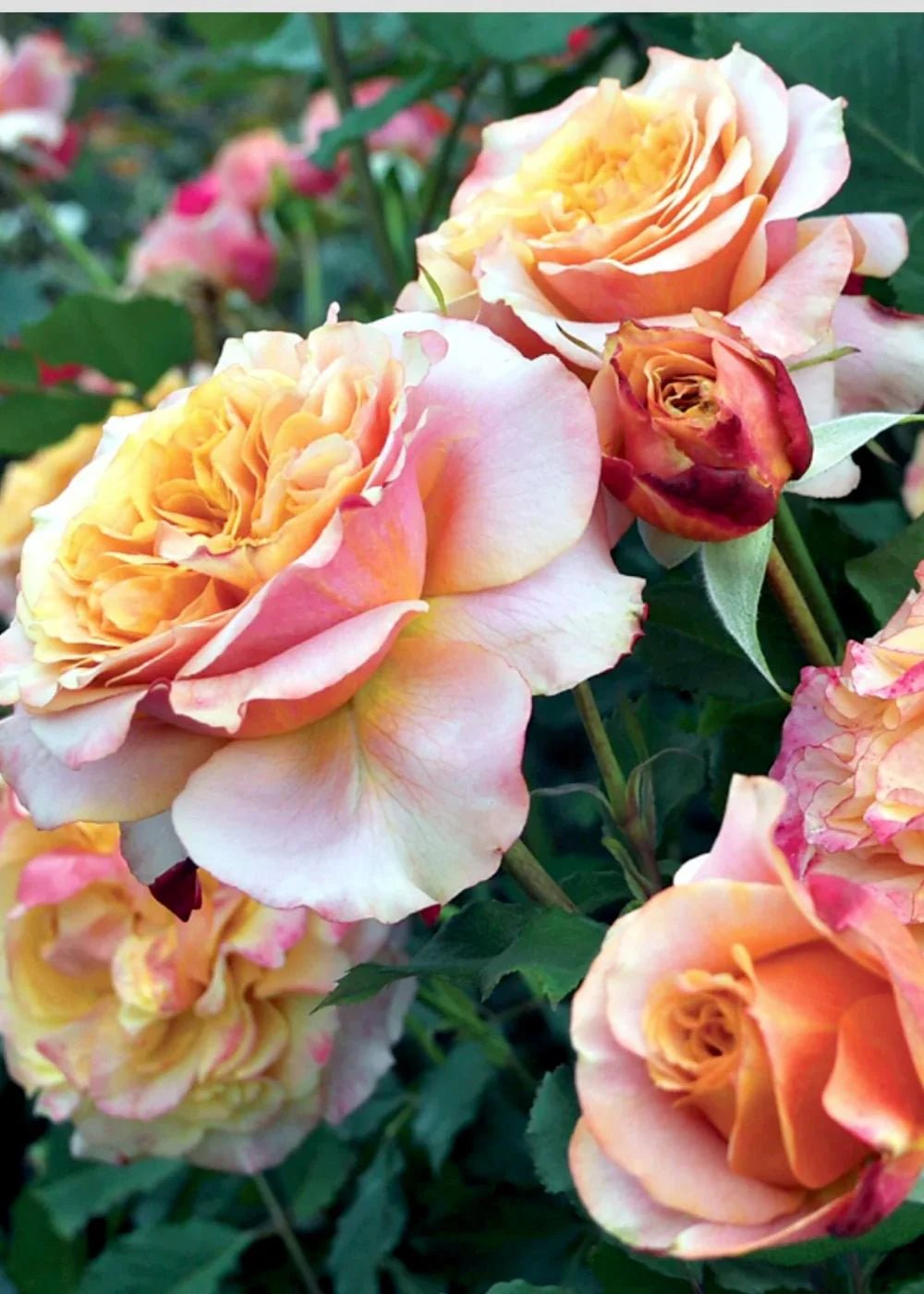 Crazy Love™ Sunbelt® Bare Root Rose Bundle of 5 Roses - Menagerie Farm &amp; Flower