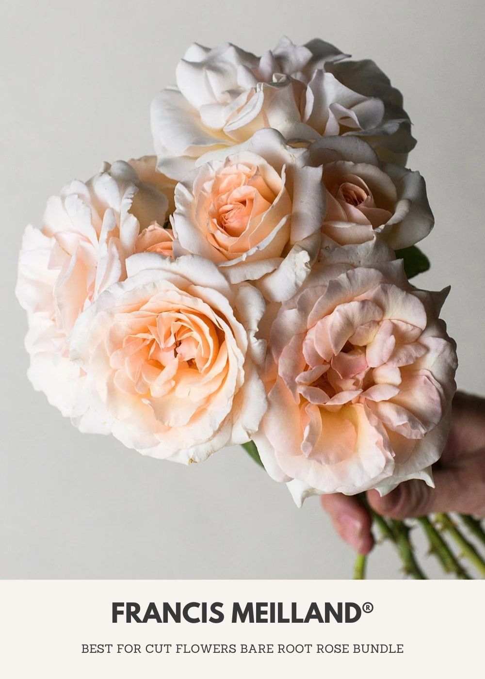 Cut Flower Bare Root Rose Collection - Menagerie Farm &amp; Flower