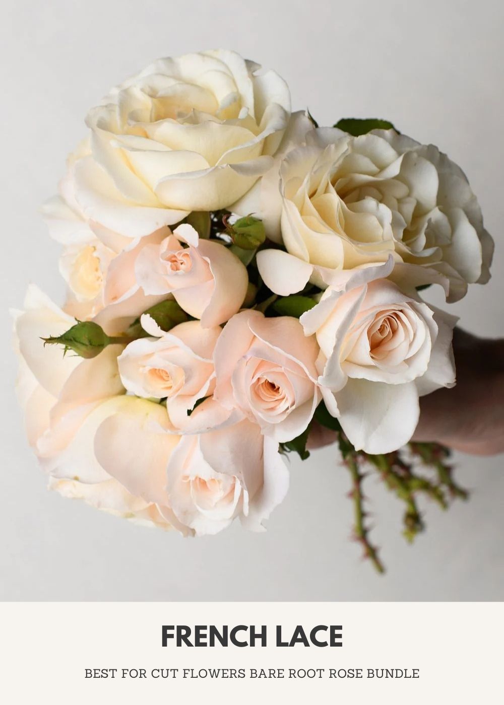 Cut Flower Bare Root Rose Collection - Menagerie Farm &amp; Flower