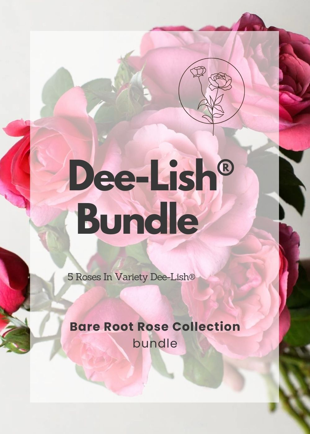 Dee - Lish® Bare Root Rose Bundle of 5 Roses - Menagerie Farm &amp; Flower