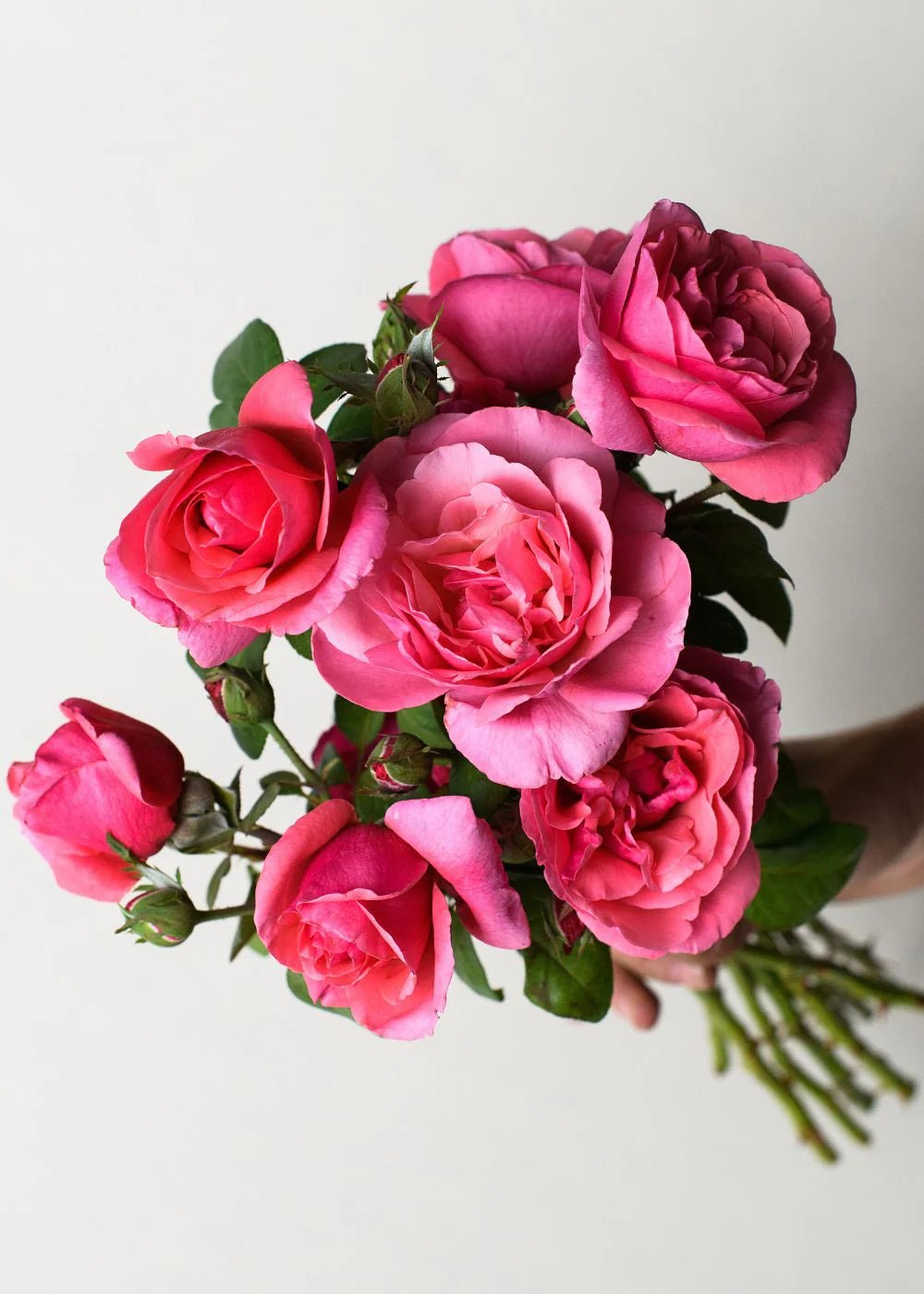 Dee - Lish® Bare Root Rose Bundle of 5 Roses - Menagerie Farm &amp; Flower