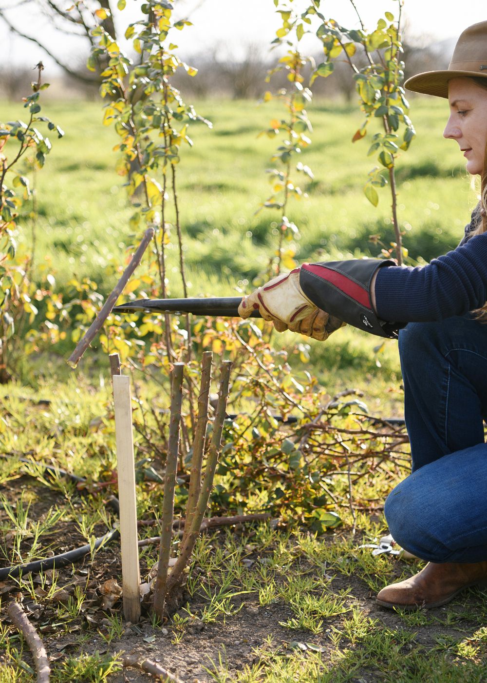 Dormant Rose Pruning Workshop | February 1, 2025 - Menagerie Farm &amp; Flower