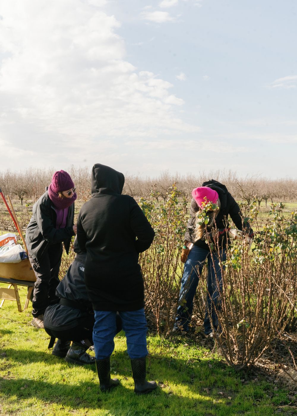 Dormant Rose Pruning Workshop: January 24, 2026 - Menagerie Farm &amp; Flower