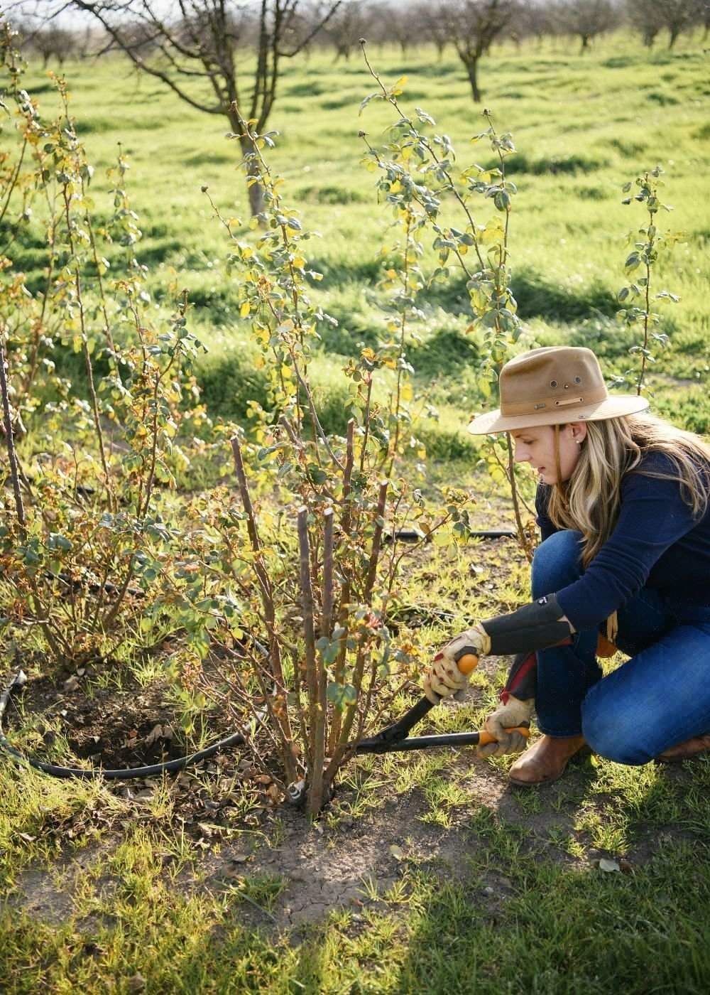 Dormant Rose Pruning Workshop | January 25, 2025 - Menagerie Farm &amp; Flower