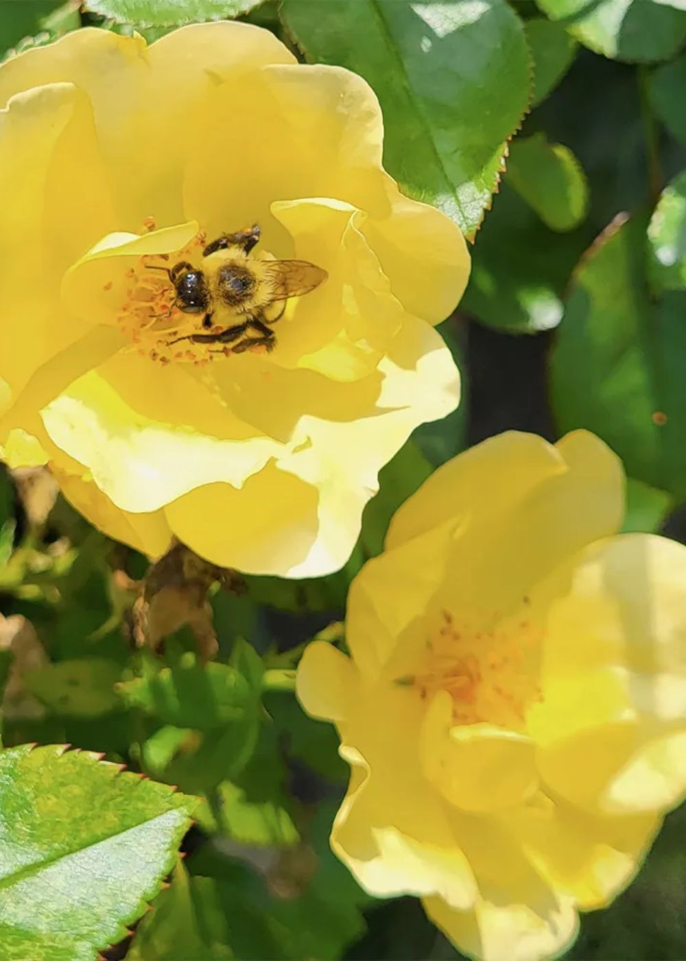 Easy Bee - zy™ Rose Potted - Menagerie Farm & Flower