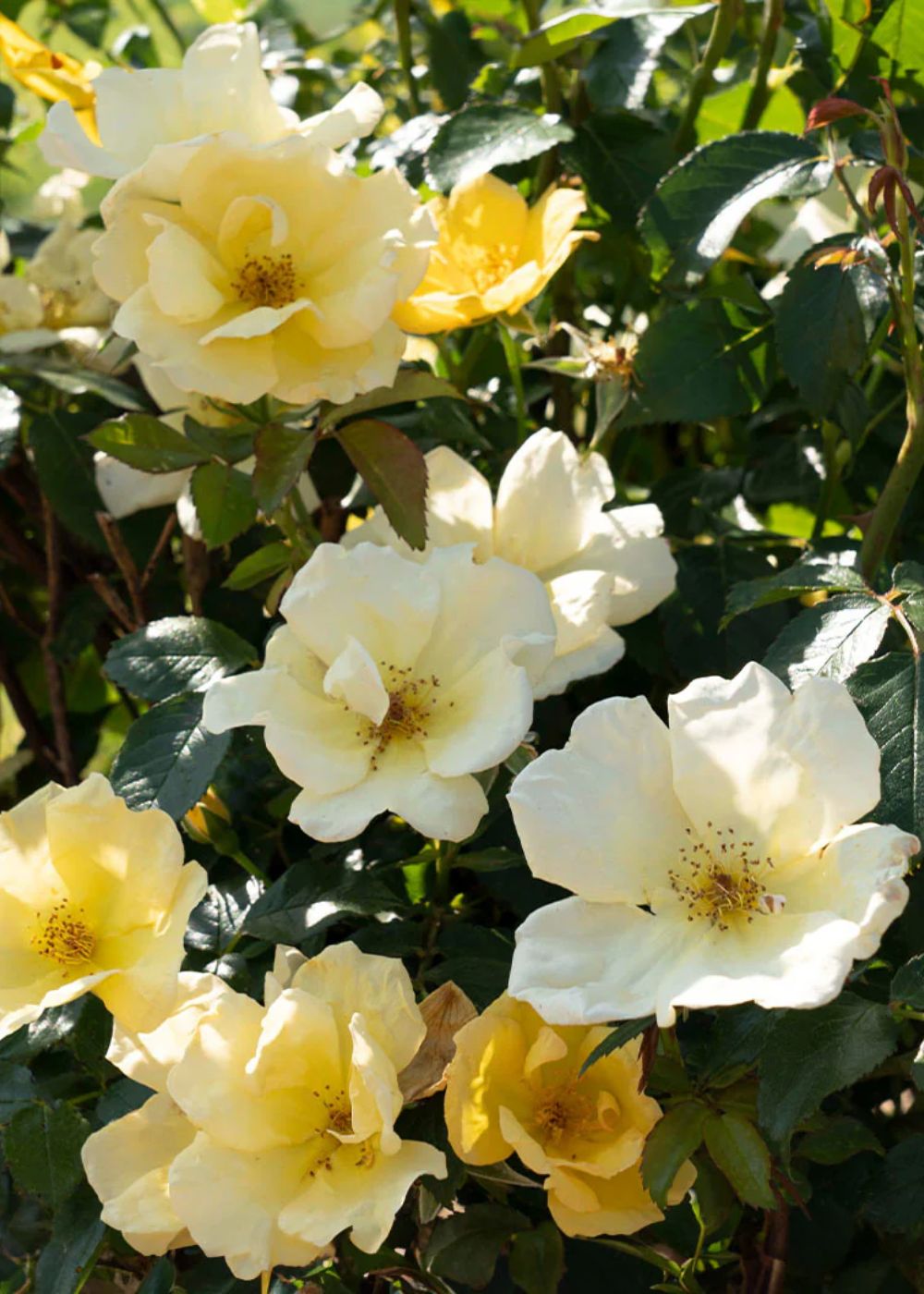 Easy Bee - zy™ Rose Potted - Menagerie Farm & Flower