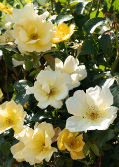 ROSEページ Easy Bee-zy™ Rose Potted (Archived) - Menagerie Farm & Flower