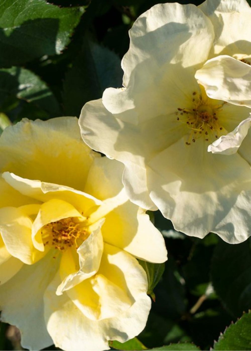 Easy Bee - zy™ Rose Potted - Menagerie Farm &amp; Flower