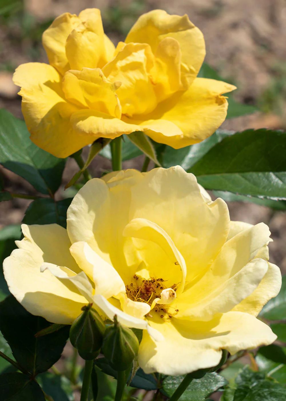 Easy Bee - zy™ Rose Potted - Menagerie Farm &amp; Flower