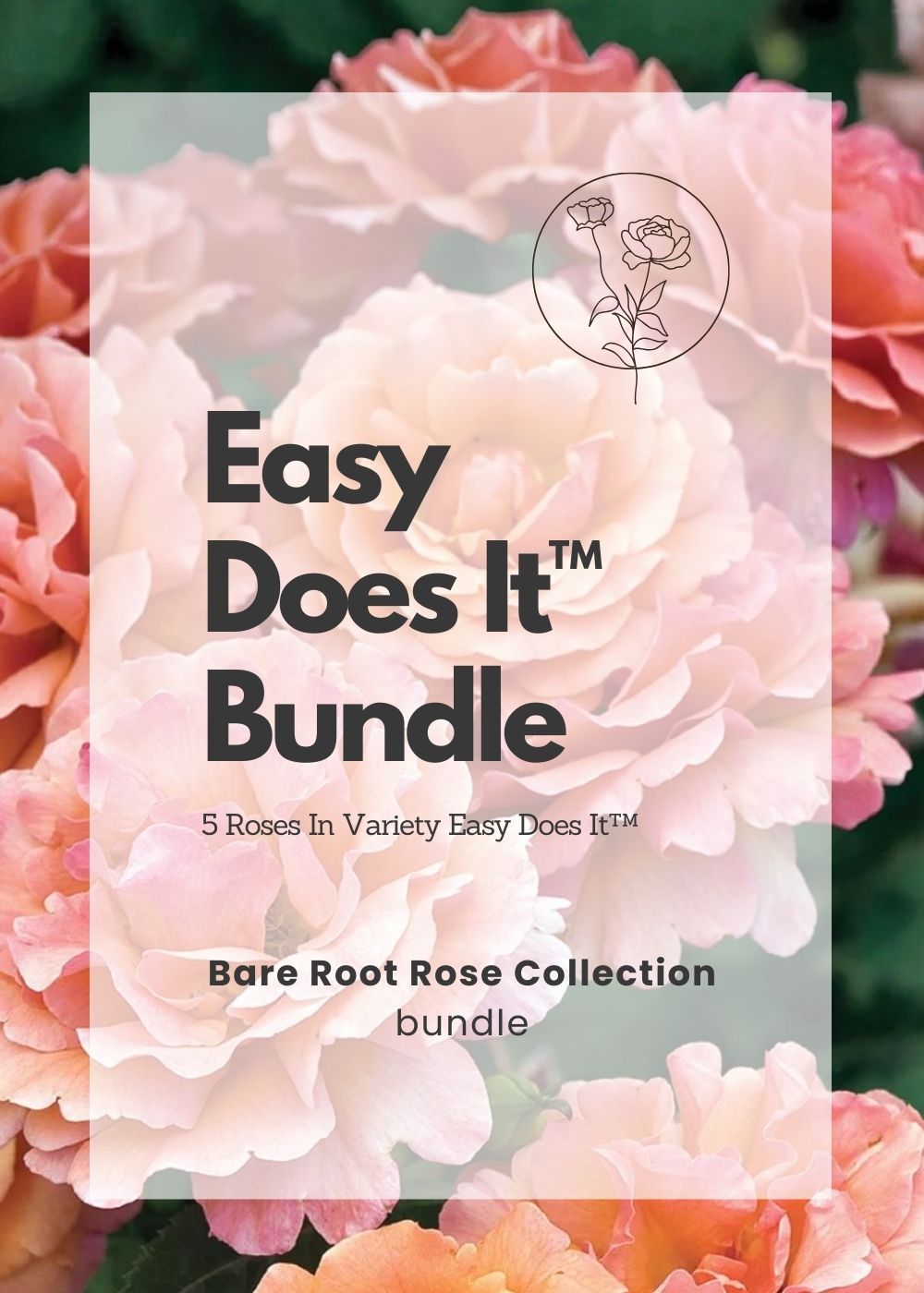 Easy Does It™ Bare Root Rose Bundle of 5 Roses - Menagerie Farm & Flower