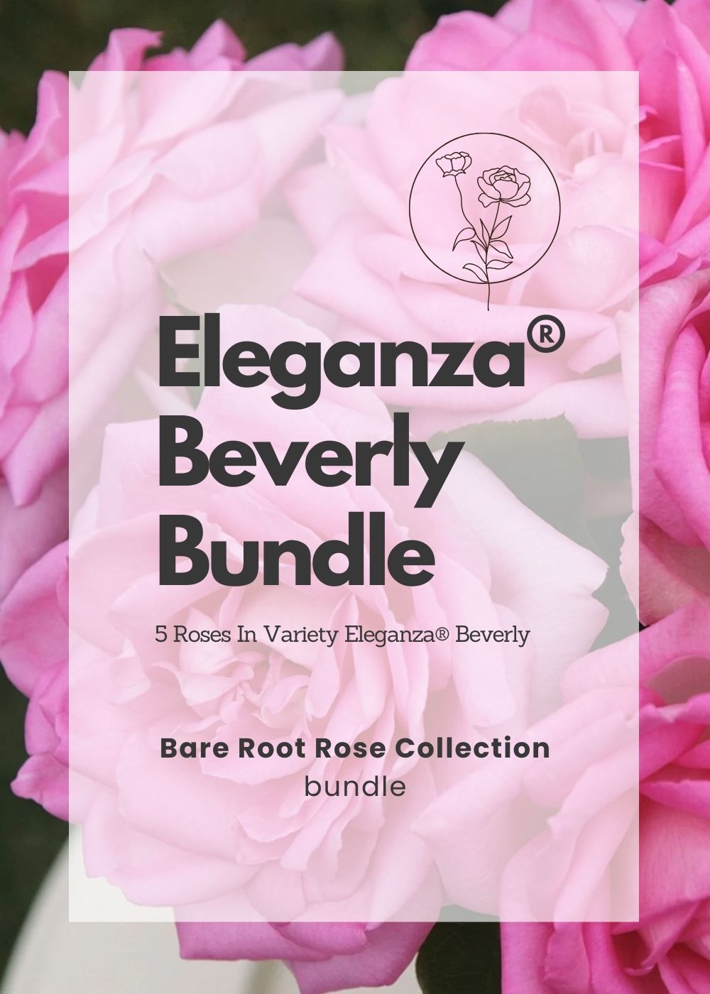 Eleganza® Beverly Bare Root Rose Cooler Cleanout Bundle of 5 Roses (ALL SALES FINAL) - Menagerie Farm &amp; Flower