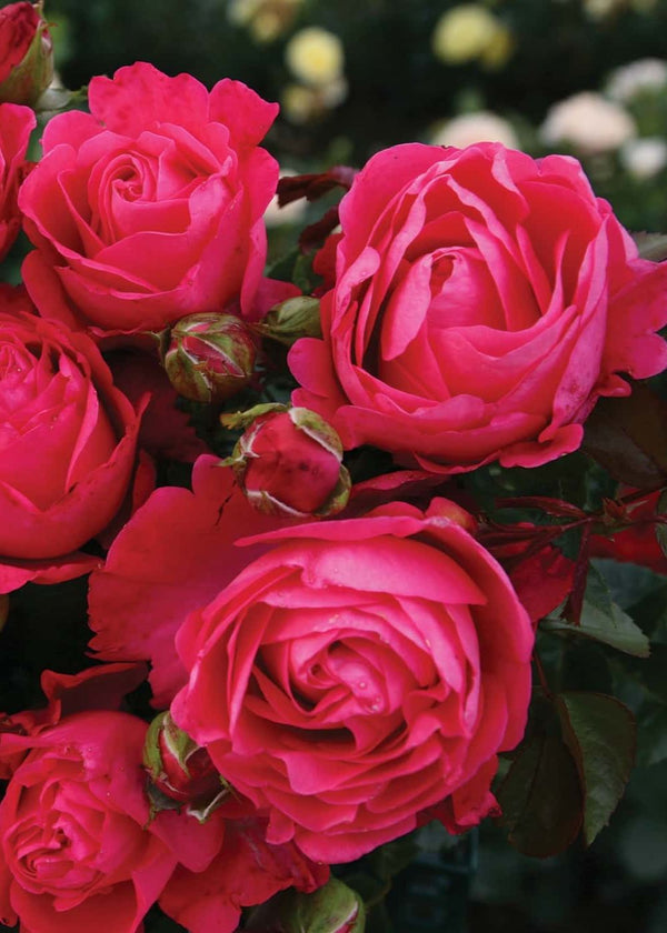 Eleganza® Fiji™ Bare Root Rose - Menagerie Farm & Flower