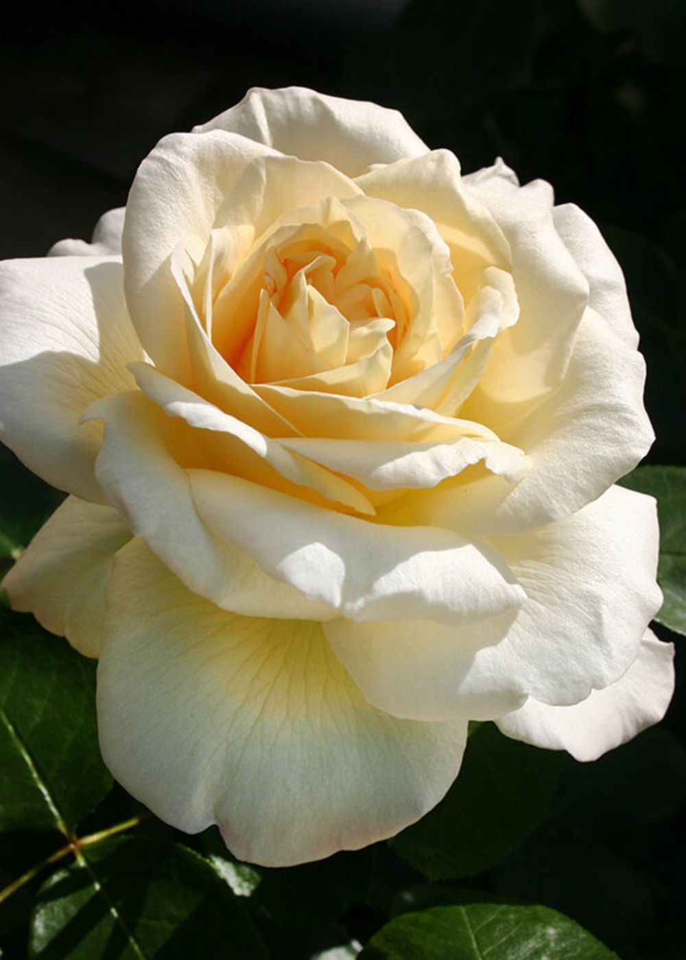 Eleganza® La Perla™ Rose Potted