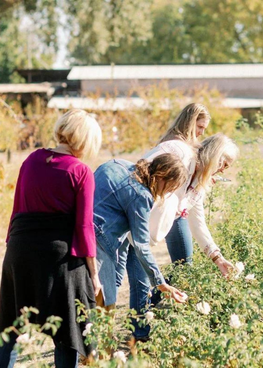 Elements Of Garden Rose Growing Workshop | April 26, 2025 - Menagerie Farm &amp; Flower