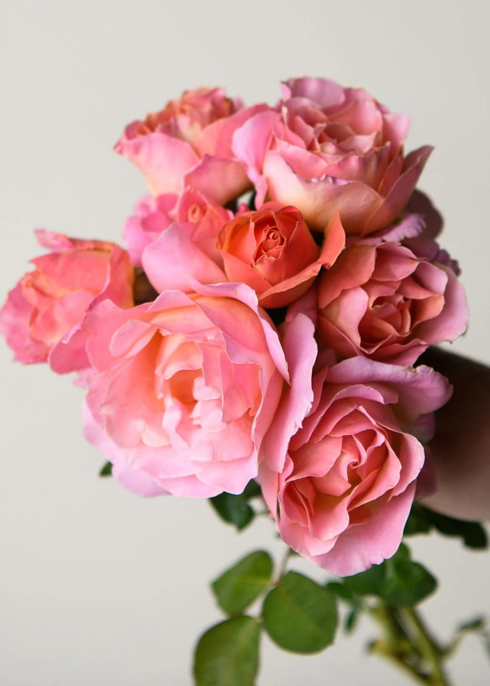 Elle® Bare Root Rose Cooler Cleanout Bundle of 5 Roses (ALL SALES FINAL) - Menagerie Farm &amp; Flower