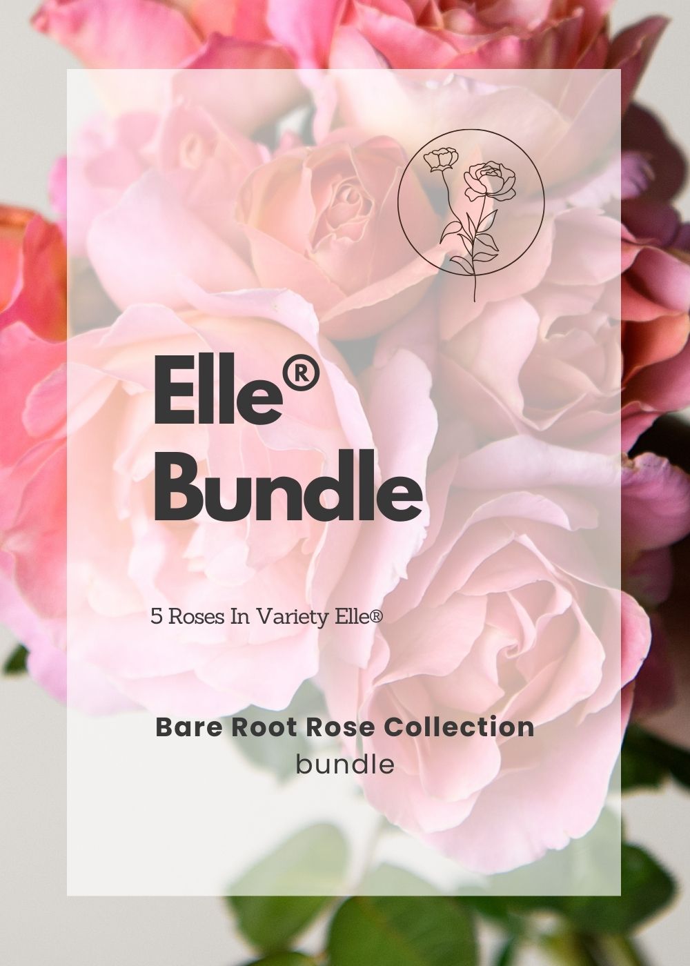 Elle® Bare Root Rose Cooler Cleanout Bundle of 5 Roses (ALL SALES FINAL) - Menagerie Farm &amp; Flower