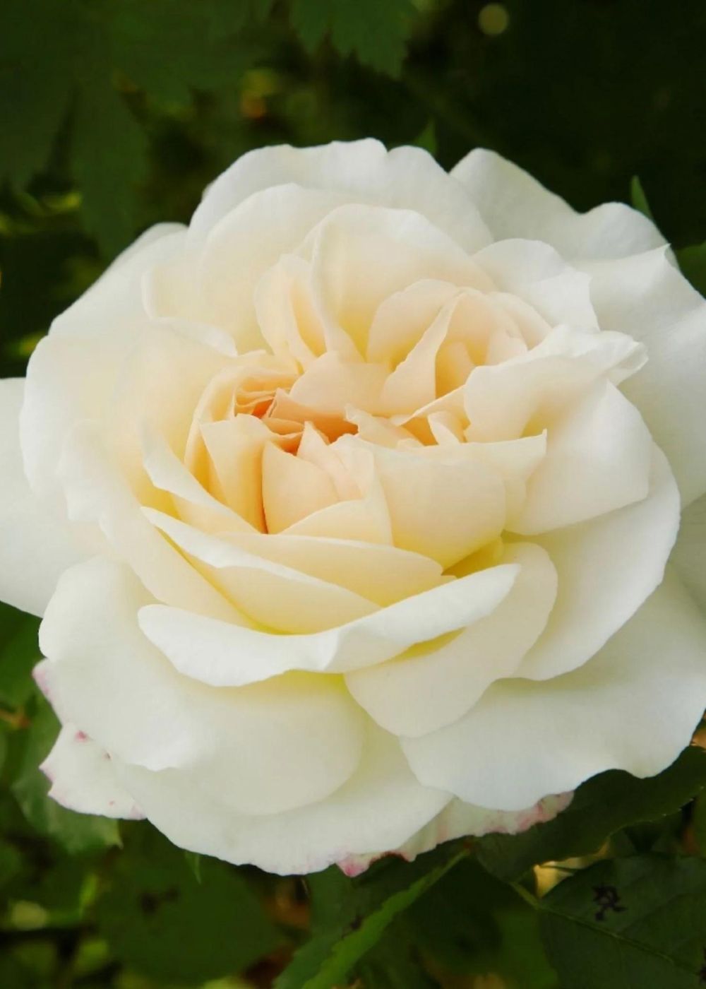 Fairytale® Kosmos™ Rose Potted - Menagerie Farm & Flower