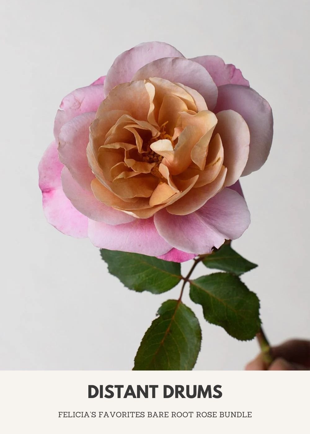 Felicia&#39;s Favorites Bare Root Rose Collection - Menagerie Farm &amp; Flower