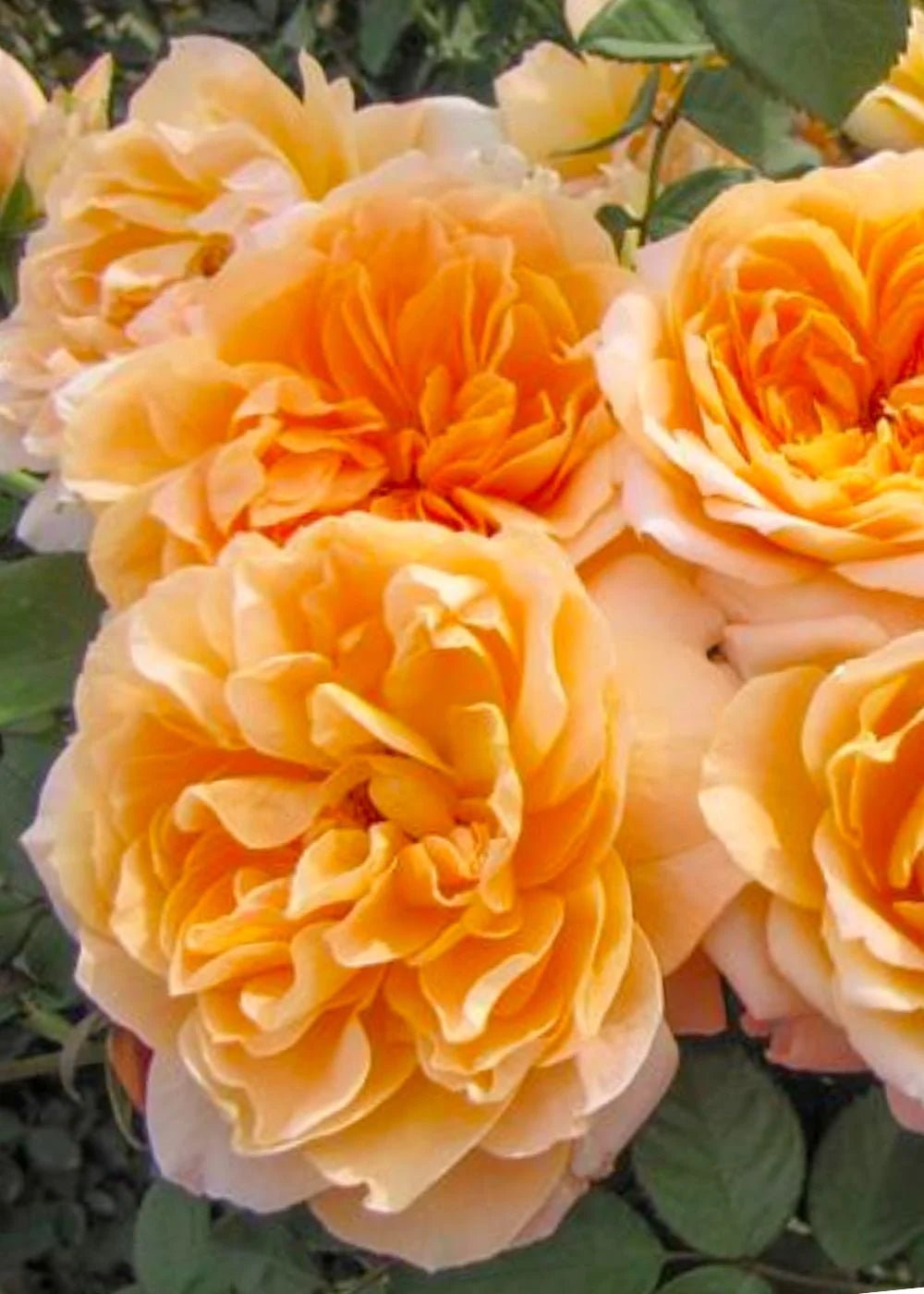 Forever Amber™ Bare Root Rose Cooler Cleanout Bundle of 5 Roses (ALL SALES FINAL) - Menagerie Farm &amp; Flower