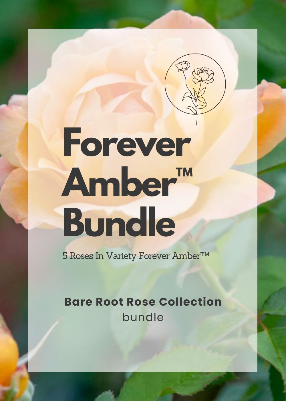 Forever Amber™ Bare Root Rose Cooler Cleanout Bundle of 5 Roses (ALL SALES FINAL) - Menagerie Farm &amp; Flower