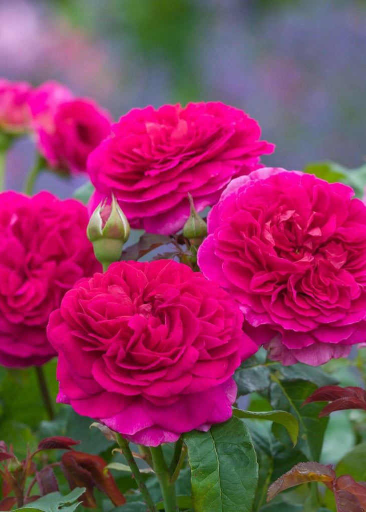 Gabriel Oak David Austin Potted Rose - Menagerie Farm & Flower