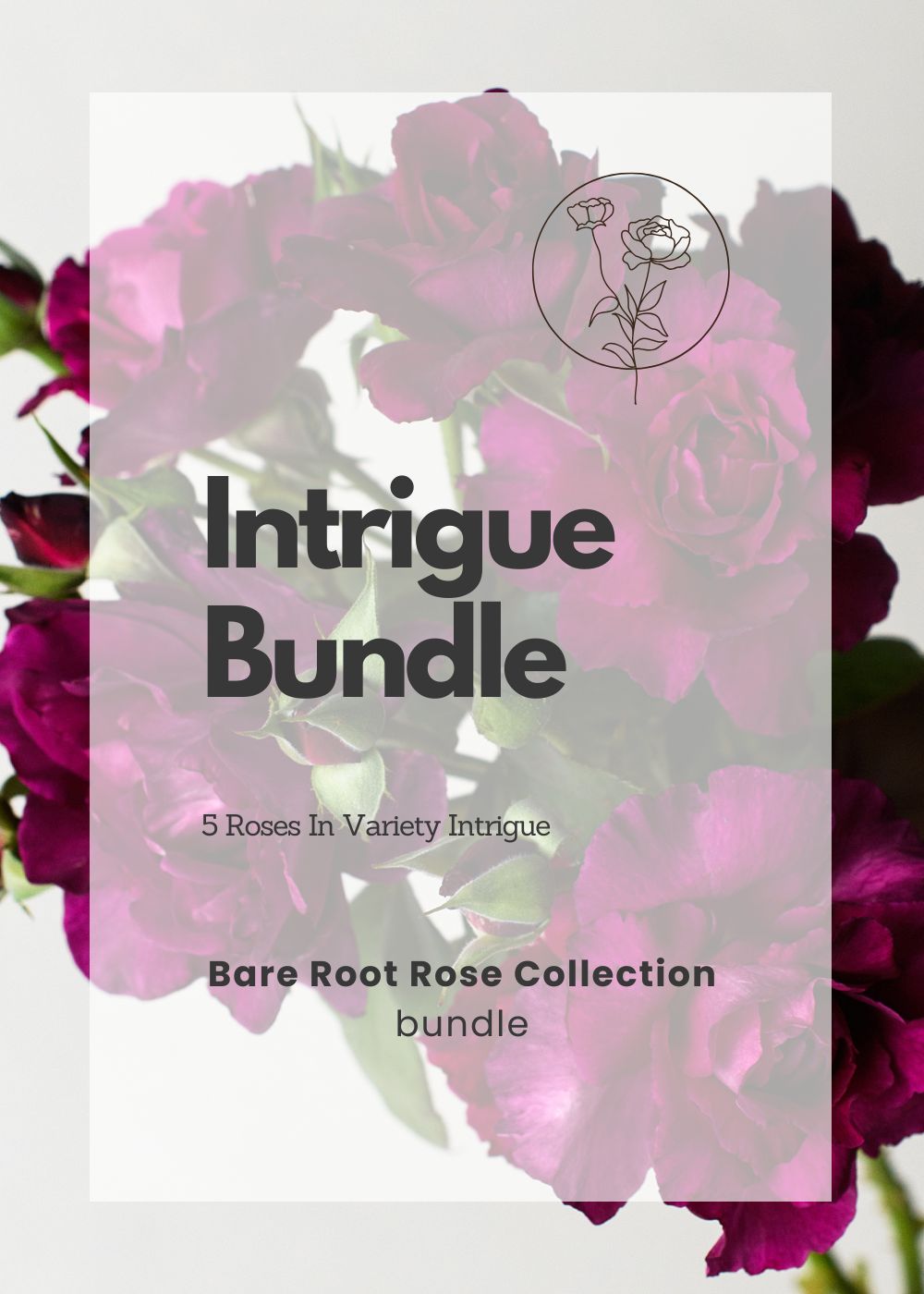 Intrigue Bare Root Rose Bundle of 5 Roses - Menagerie Farm &amp; Flower