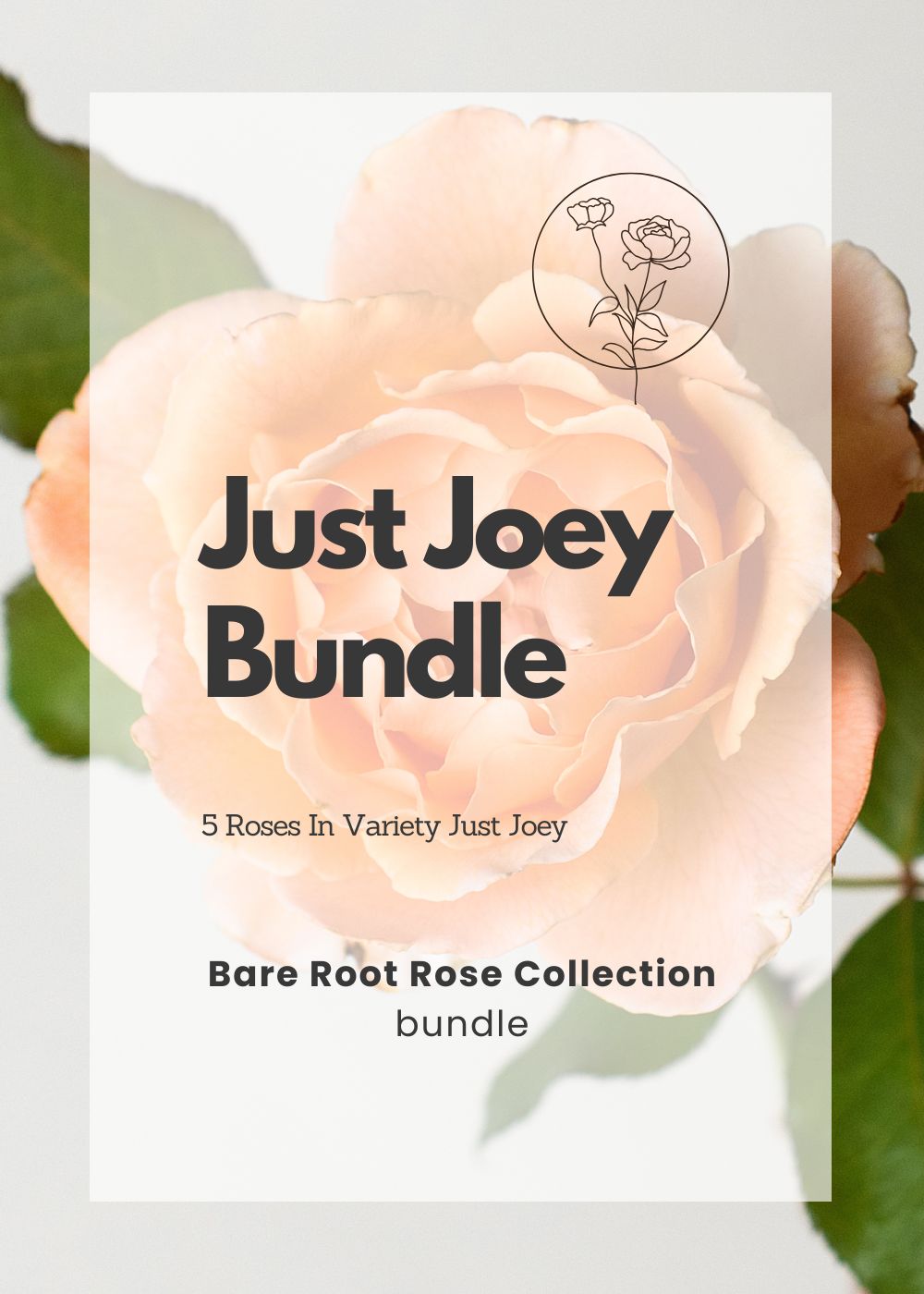 Just Joey Bare Root Rose Bundle of 5 Roses - Menagerie Farm &amp; Flower