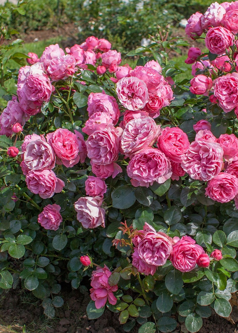 Leonardo da Vinci® Rose Bare Root - Menagerie Farm &amp; Flower