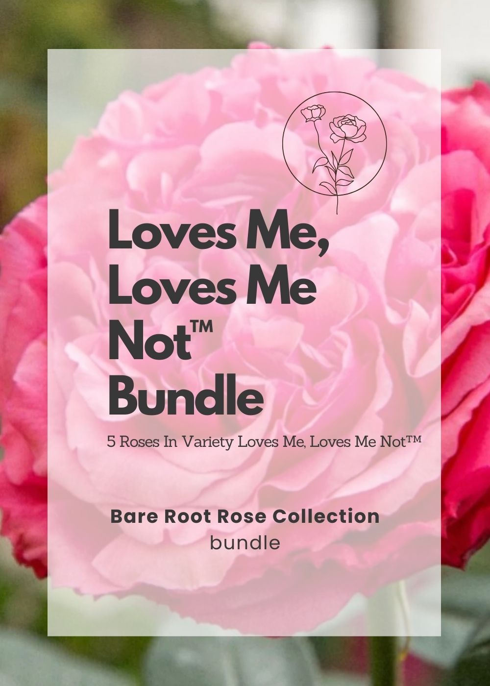 Loves Me, Loves Me Not™ Bare Root Rose Bundle of 5 Roses - Menagerie Farm &amp; Flower