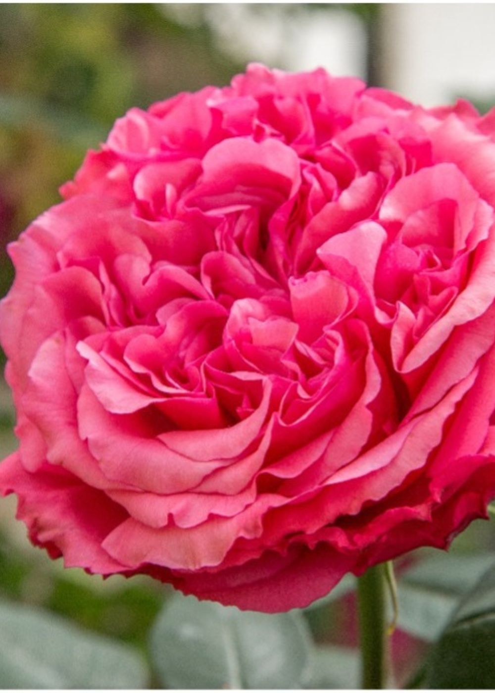 Loves Me, Loves Me Not™ Rose Potted - Menagerie Farm &amp; Flower