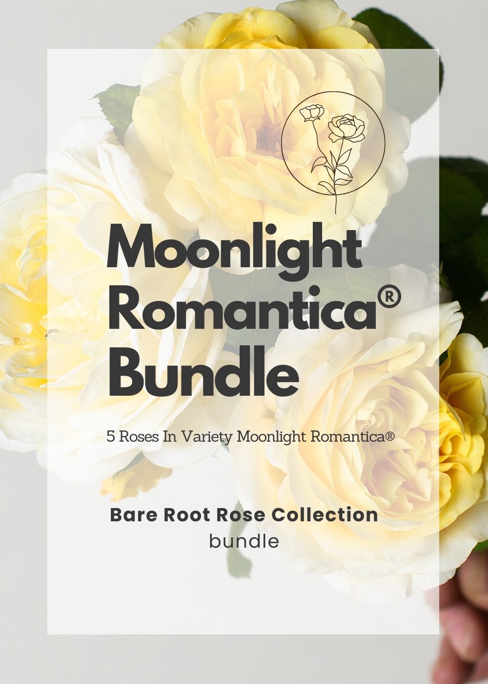 Moonlight Romantica® Bare Root Rose Cooler Cleanout Bundle of 5 Roses (ALL SALES FINAL) - Menagerie Farm & Flower