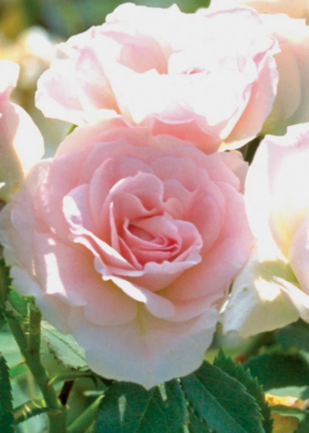 Morden Blush Bare Root Rose Bundle of 5 Roses - Menagerie Farm &amp; Flower