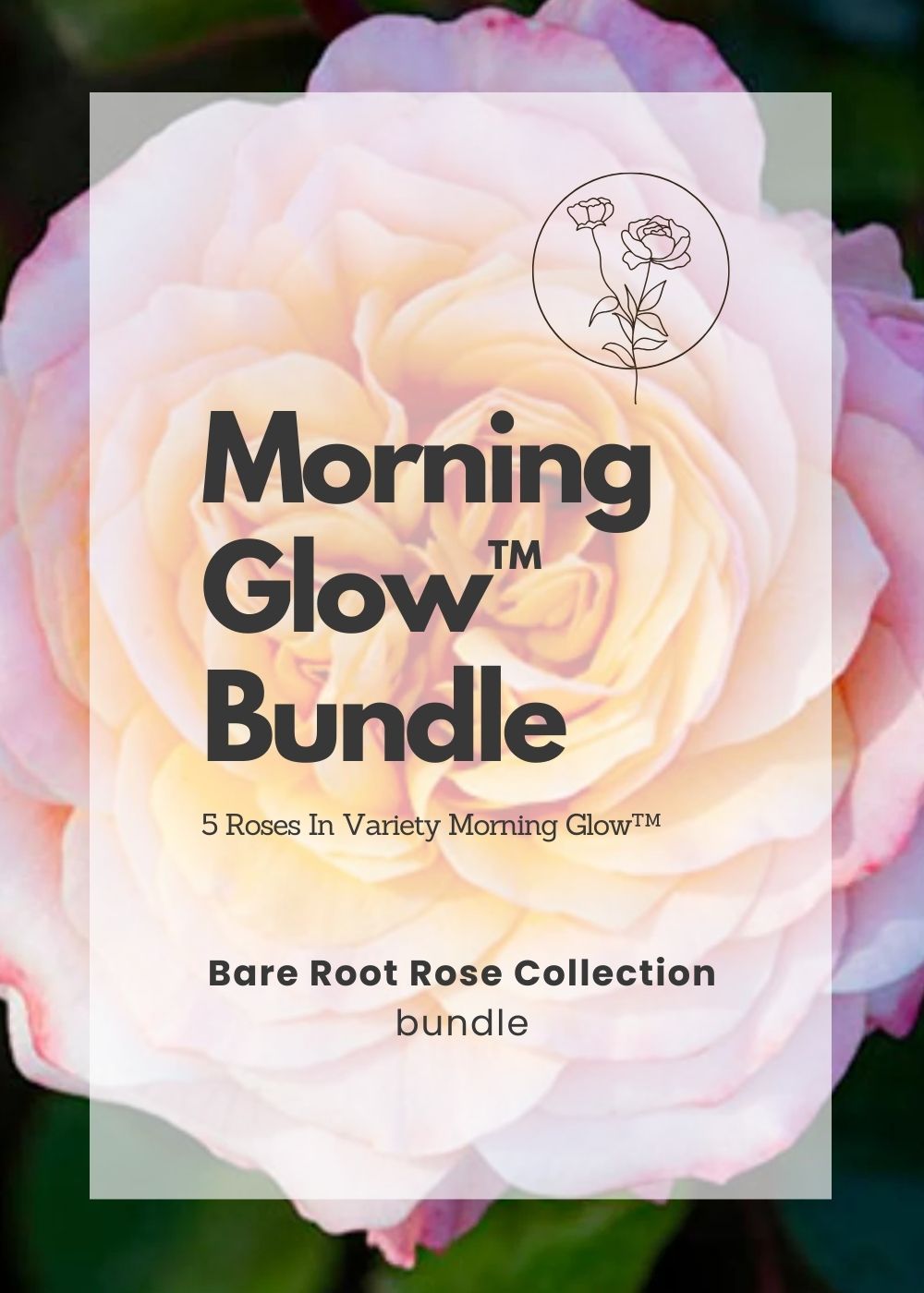 Morning Glow™ Bare Root Rose Cooler Cleanout Bundle of 5 Roses (ALL SALES FINAL) - Menagerie Farm &amp; Flower