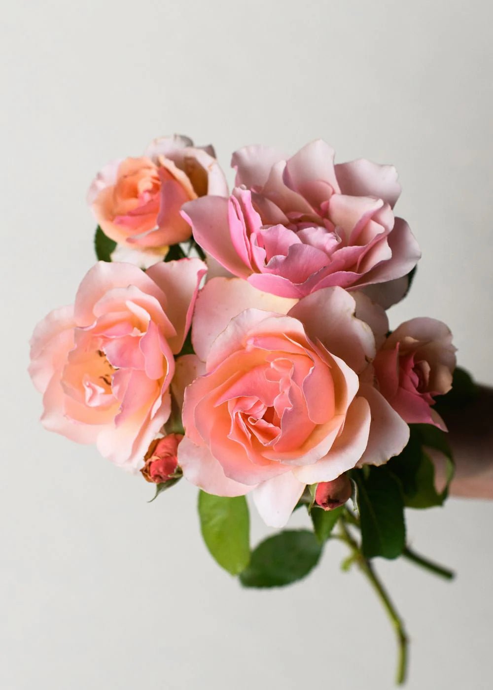 Mother of Pearl® Bare Root Rose Bundle of 5 Roses - Menagerie Farm &amp; Flower