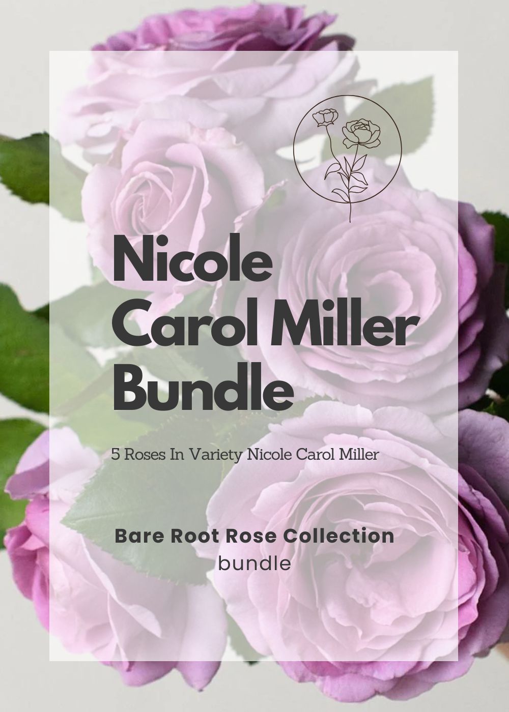 Nicole Carol Miller Bare Root Rose Bundle of 5 Roses - Menagerie Farm & Flower