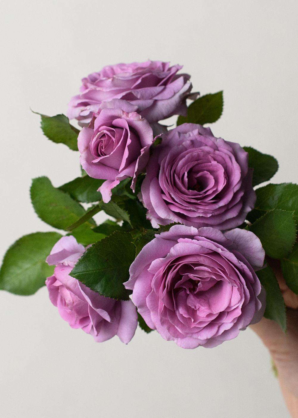 Potted Roses In Lavender + Purple Shades - Transform Your