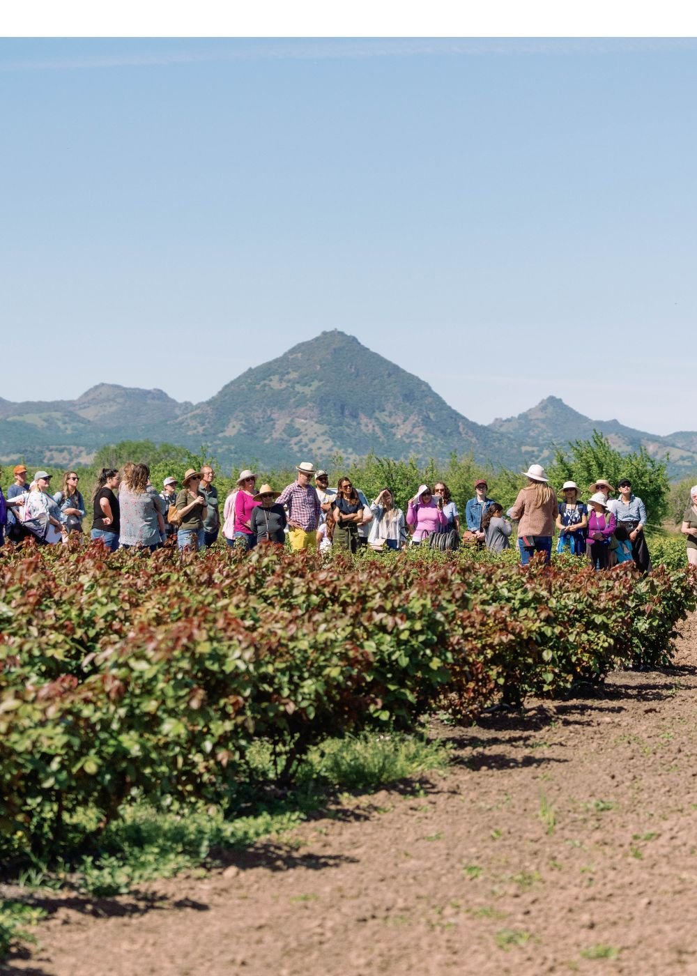 Nursery Day Open House: May 10, 2025 - Menagerie Farm &amp; Flower