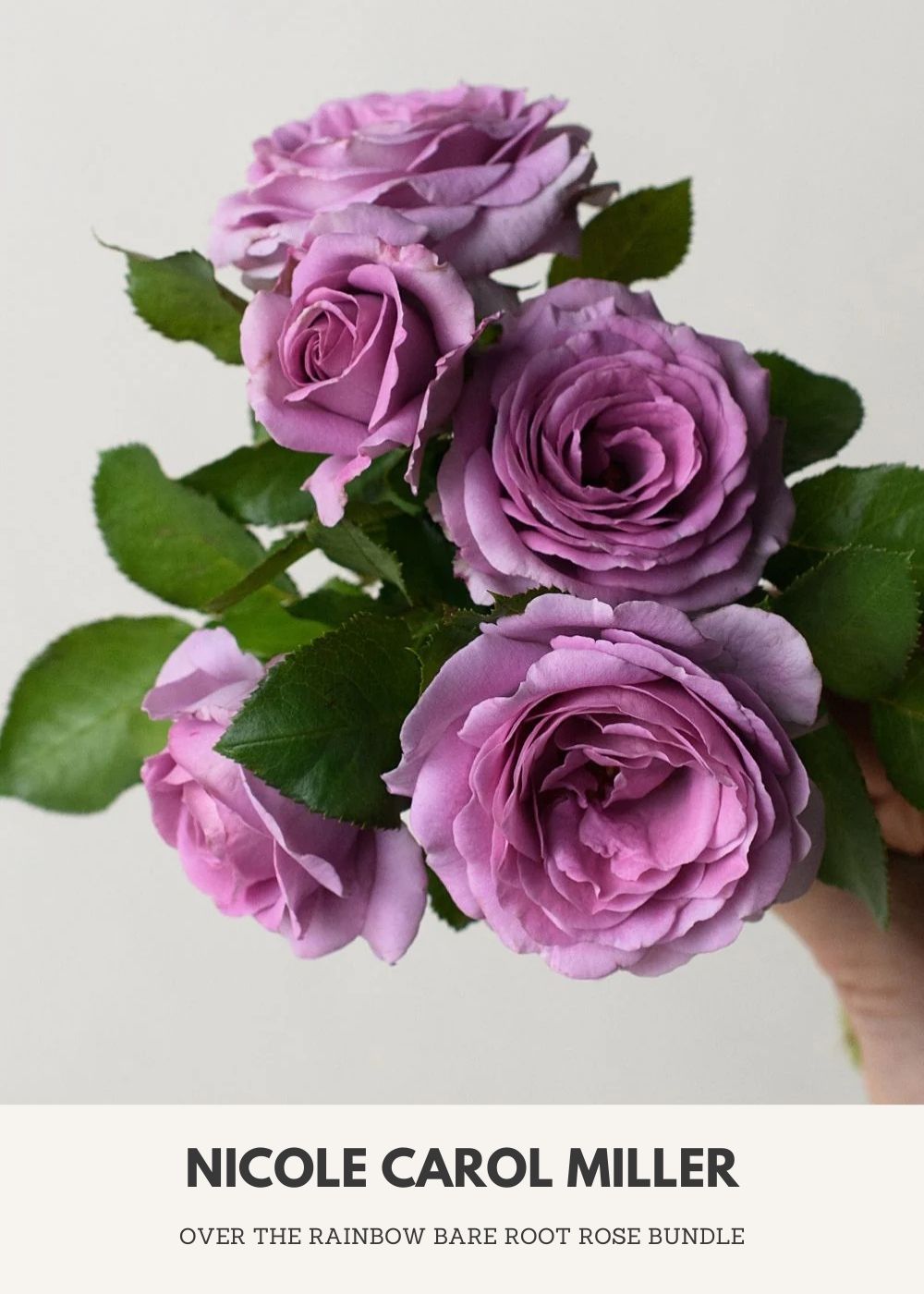 Over The Rainbow Bare Root Rose Collection - Menagerie Farm &amp; Flower