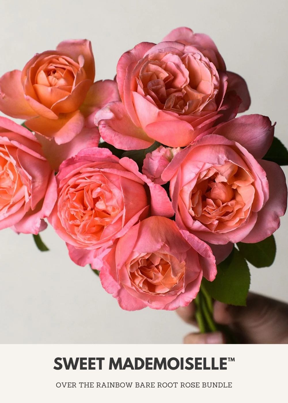 Over The Rainbow Bare Root Rose Collection - Menagerie Farm &amp; Flower