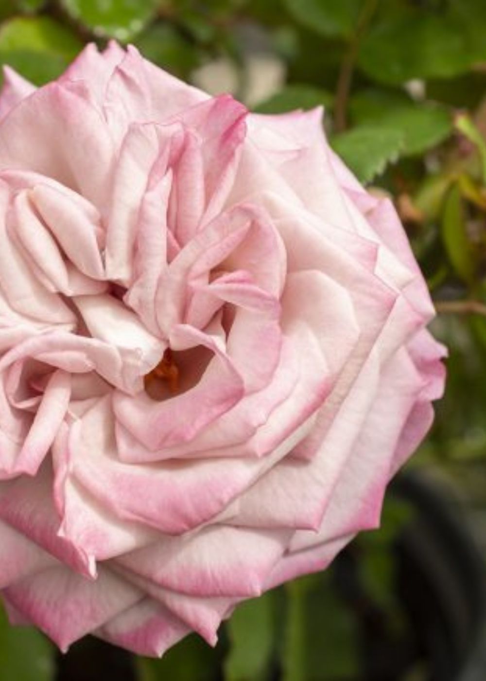 Pinkerbelle™ Rose Bare Root - Menagerie Farm &amp; Flower