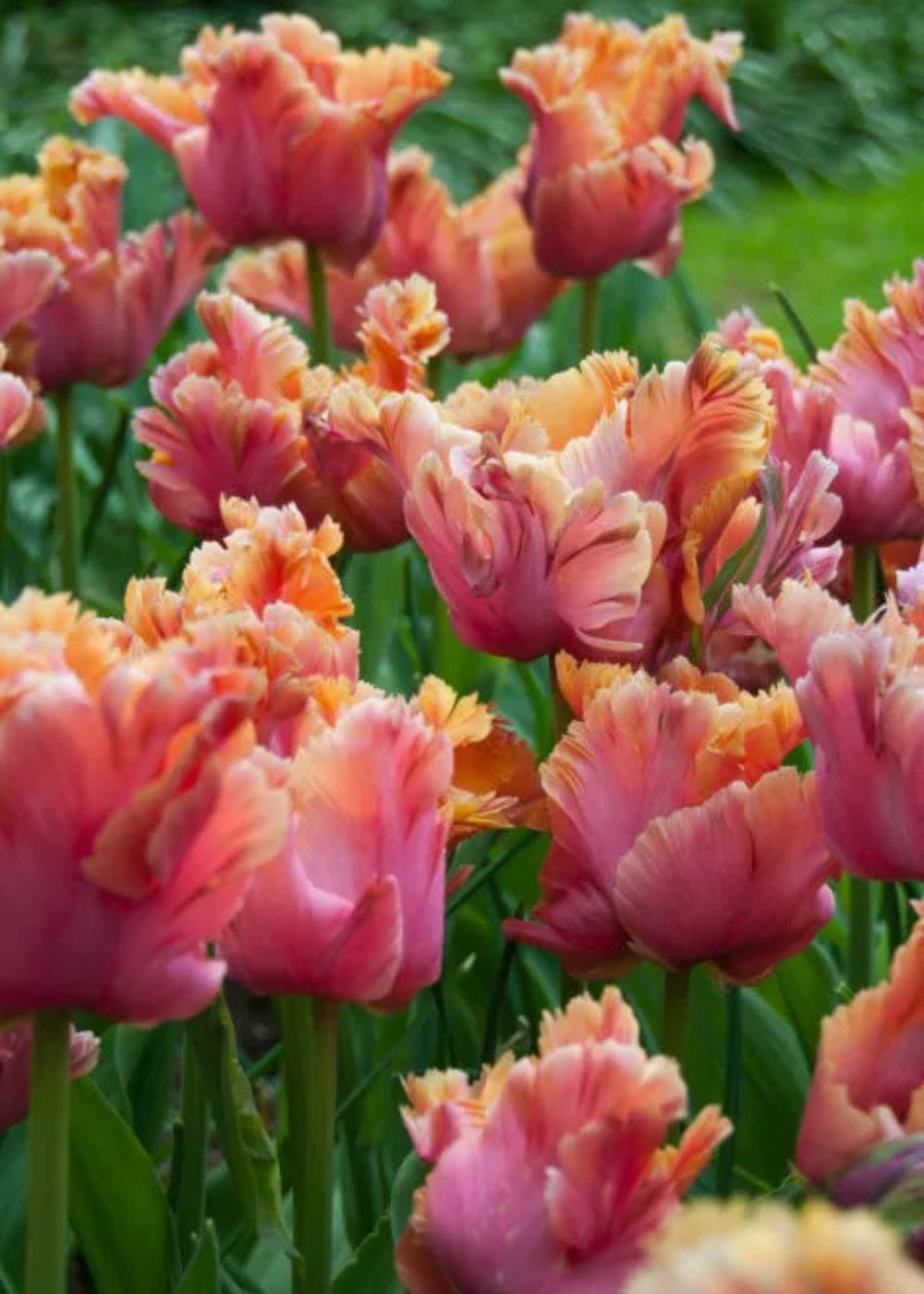 Pre - Cooled Amazing Parrot Tulip Bulbs - Menagerie Farm & Flower